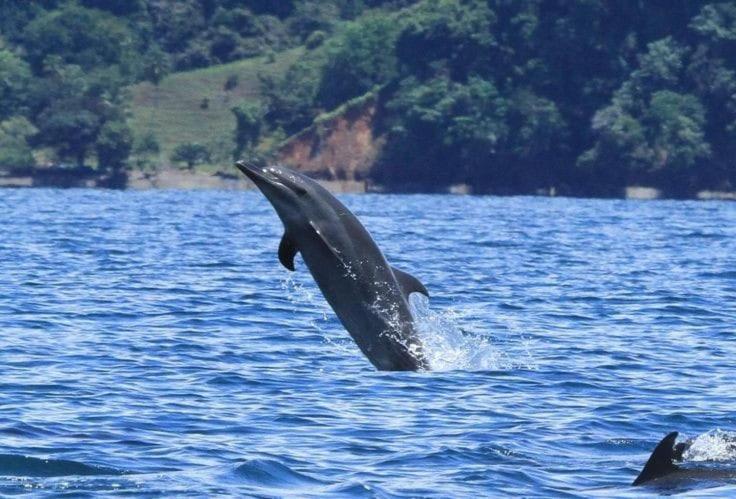 Cabinas Carolina Puerto Jiménez Zewnętrze zdjęcie